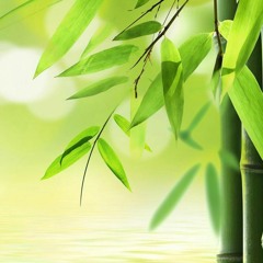 The Bamboo Within