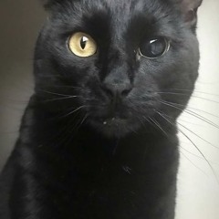 fate (prod.youngtaylor)