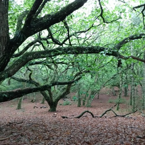 The Oak Tree