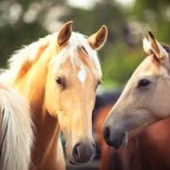 Palomino Summer