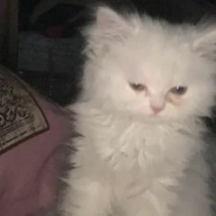 \(^-^)/:333