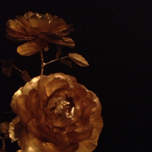rose gold x prod. nola