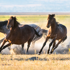 Running like a horse