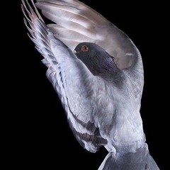 hypo - dnb loop (beatbox)