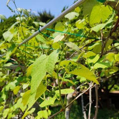 나는 사랑하네 주님만 (Lord, I love You more and more each day)