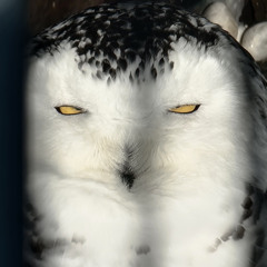 TOTAL ECLIPSE OF THE HEART (GEO REMIX)