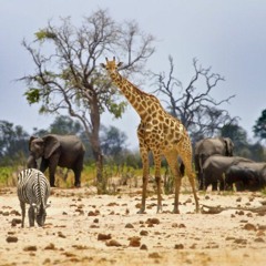 African Animals Sex Orgy pt. I