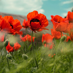 Sunday Worship 9 November 2025, led by the Revd Ruth Armstrong