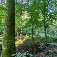 20250626 030000 CH Sihlwald Weid Wind Thunderstorm Rain Dawn Chorus