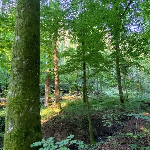 20250626 030000 CH Sihlwald Weid Wind Thunderstorm Rain Dawn Chorus