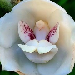 Elata sounds - Unofficial Selection