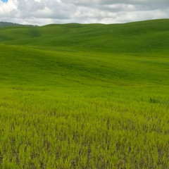 peace (2022)