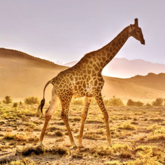 Wojambula Wosungulumwa