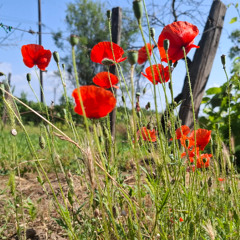 Hungarian Summer
