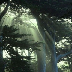 Mareux - Rainforest (2012)