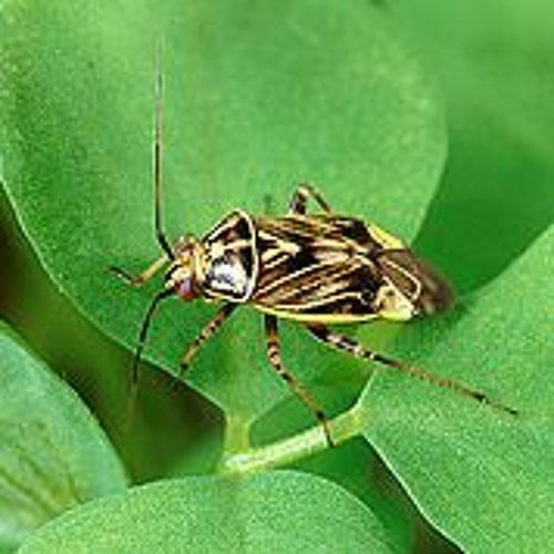 HK_Calm-&-Steady_tracks_07