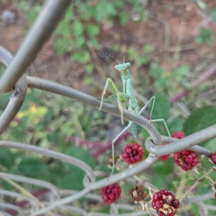 TiGGiTTy's With Bear - Ask The Animals  Psychedelia.WAV