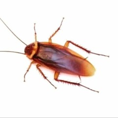 شنبه یکشنبه دوشنبه سه شنبه چهار شنبه