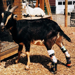 HALF MAN HALF GOAT INTRO