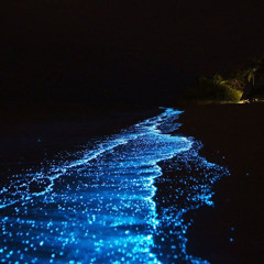Review Special Price Bio Luminescent Swimming From Krabi