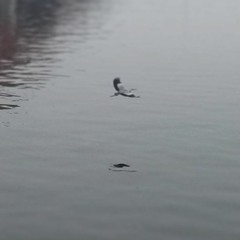 새