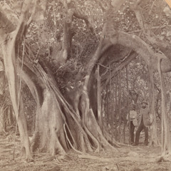 Banyan