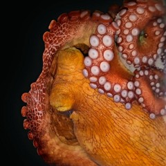Do Octopuses Dream of Electric Sheep?