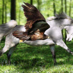 Eagles and Horses (John Denver cover)