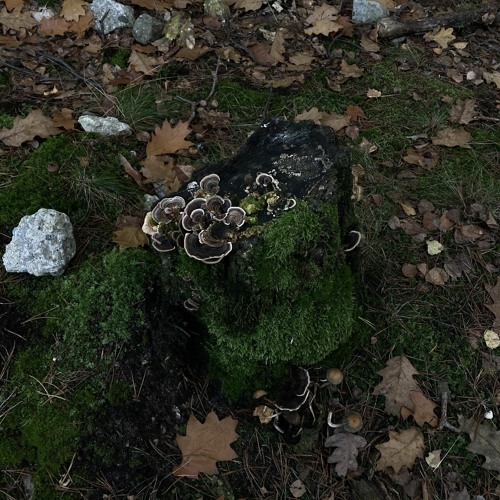 HEKTOR2©B & SCARECROW - NIEŚMIERTELNY/UNDEAD