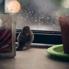 Rain sounds / اشتاق لمطرٍ يهبط فيطهرُني فاللهم أغثنا..