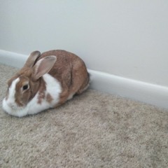 The QuietStorm ft. Smokey Robinson