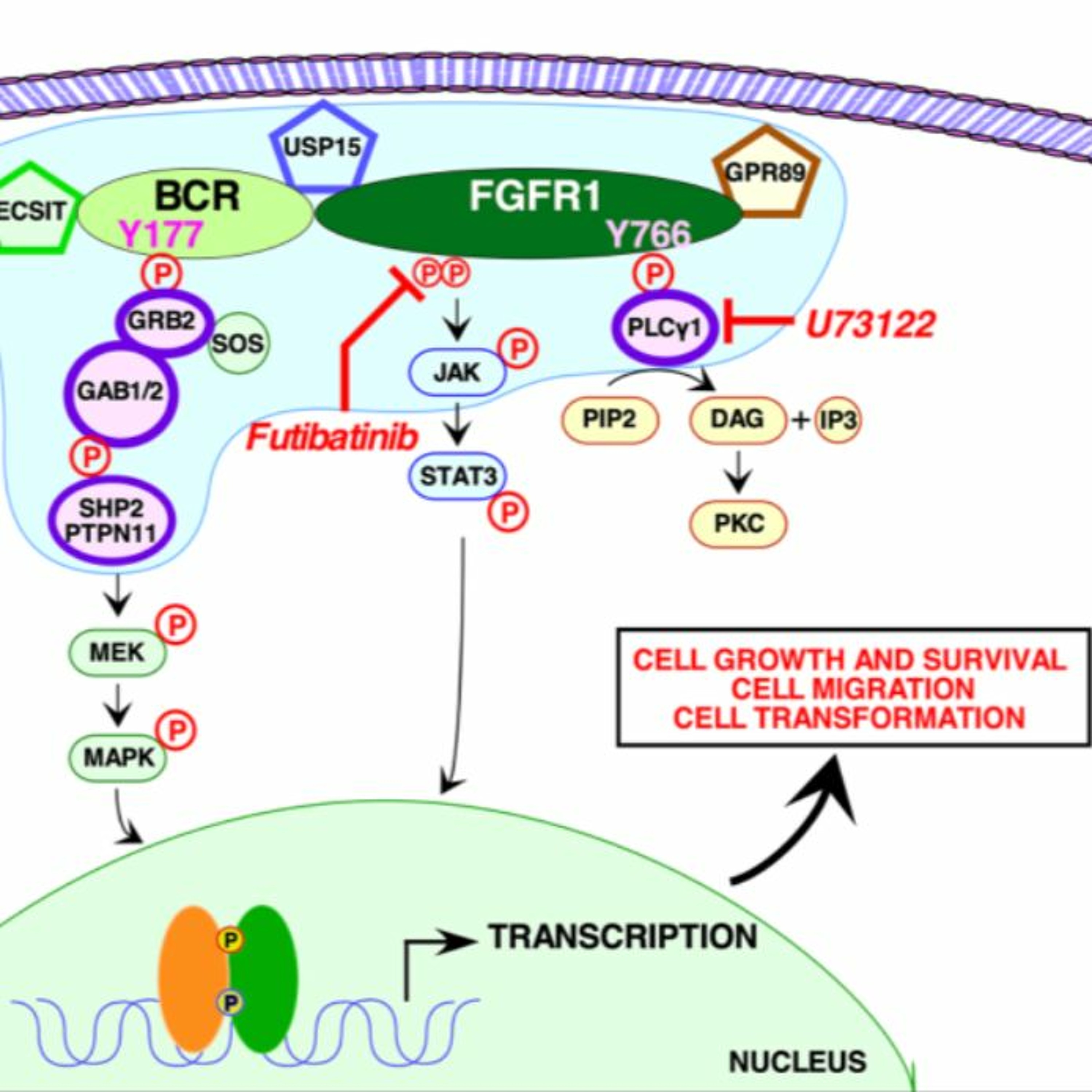 Oncotarget