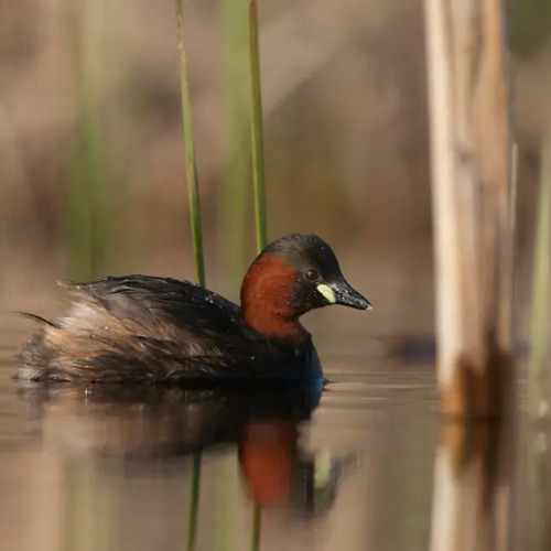 Little Grebe calling