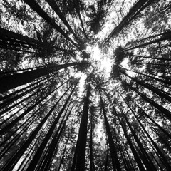 Standing Tall Mix Series - 001