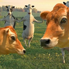 Cow Dance