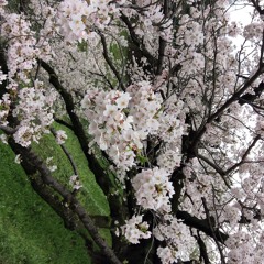 桜舞う長い坂道