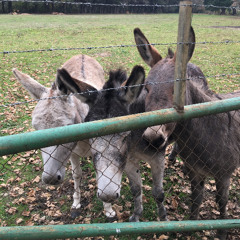 encontraré una razón