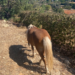 reason to believe (karen dalton cover)