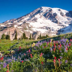 Review Special Price Small Group Tour In Mt Rainier With Air-Conditioned Van (Tbd)