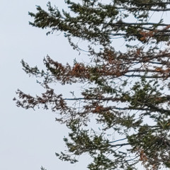 Jelly trees