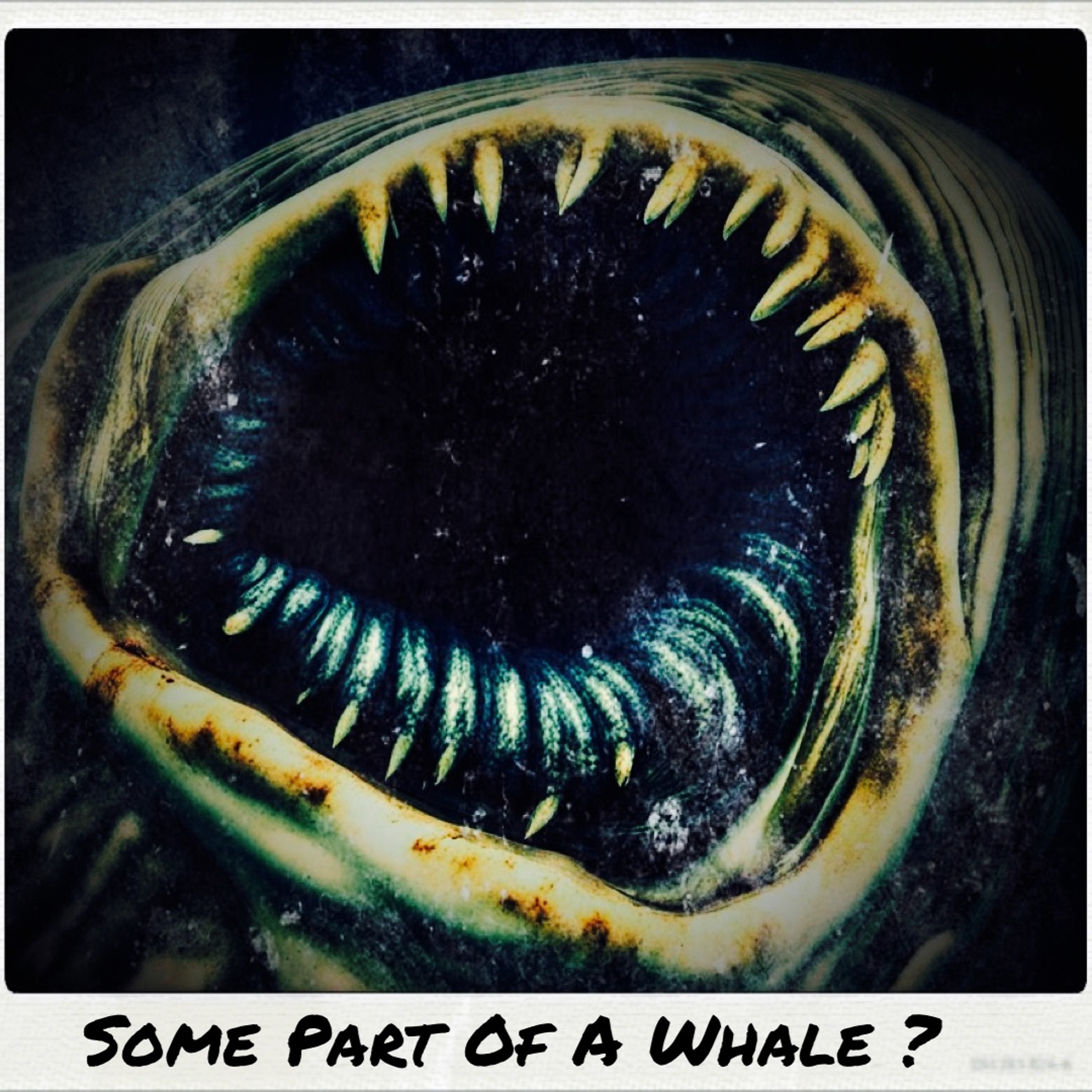Some Part Of A Whale ? episode artwork
