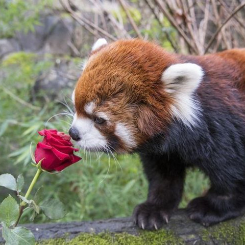 a song for a troubled rose.