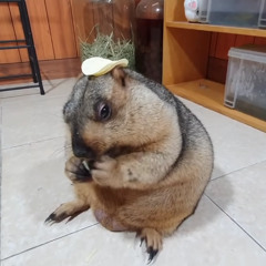 шалавы и бургеры