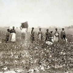 Хлопковое поле