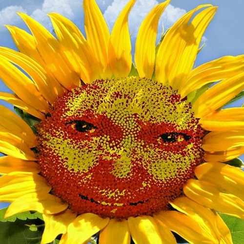 Stream sunflowers kill the president? by Izinis Listen online for