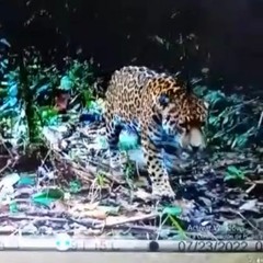 HISTORIAS FELINOS DEL CAQUETA