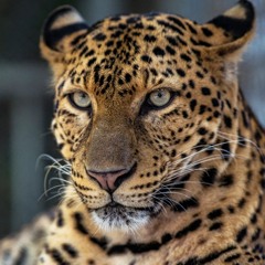 Minilogue - The Leopard (Extrawelt Remix) (Juan Pablo Carbajo Retouch)