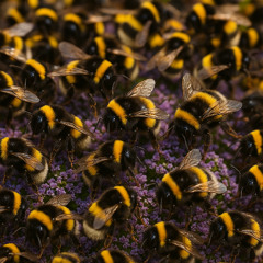 Bumblebee