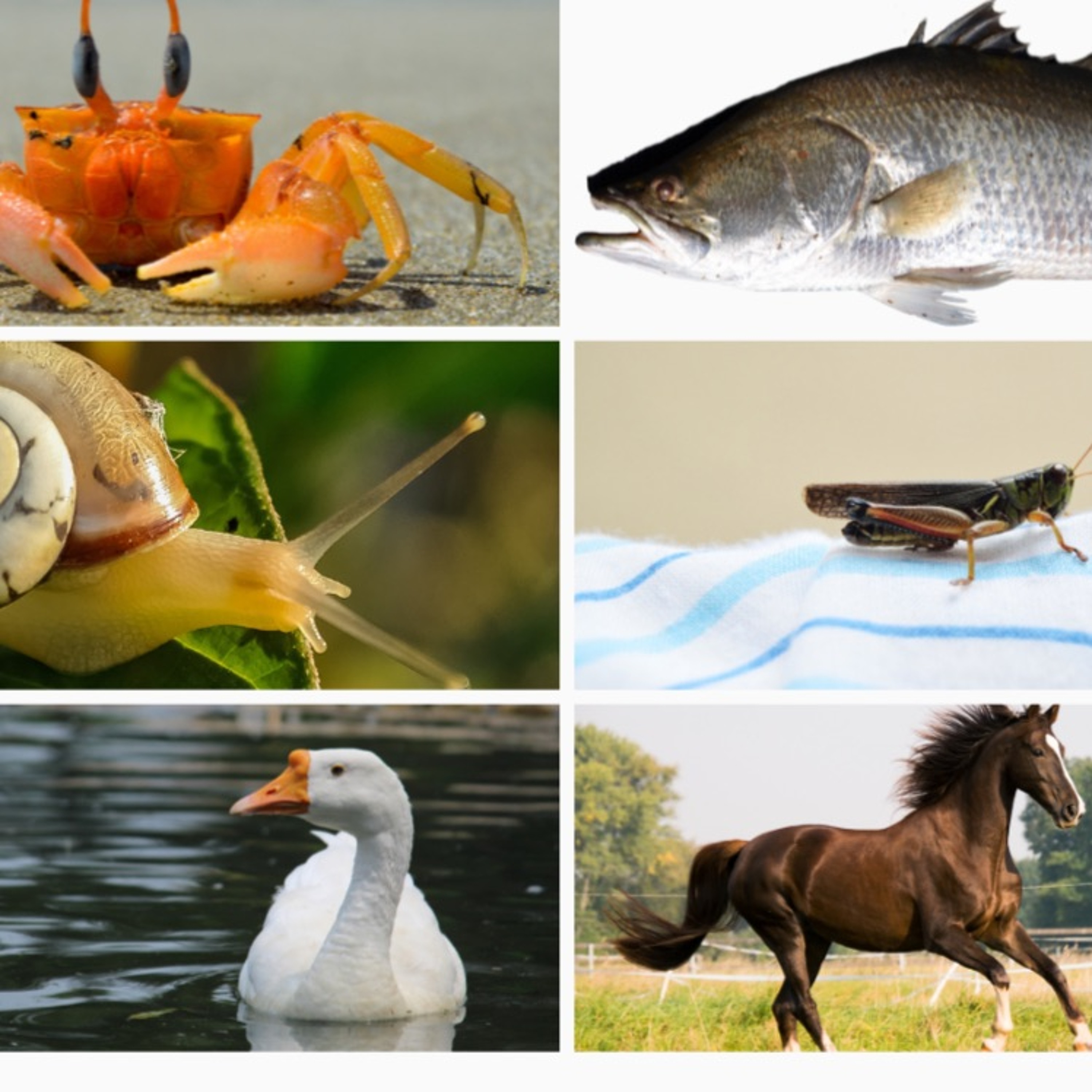 Quattro Stagioni 68: Animali e modi di dire