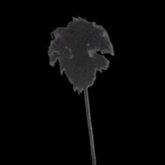 Daydream ft.Matt tha Villain (Prod. d-lothemfdoctor)